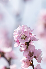 sakura flowers