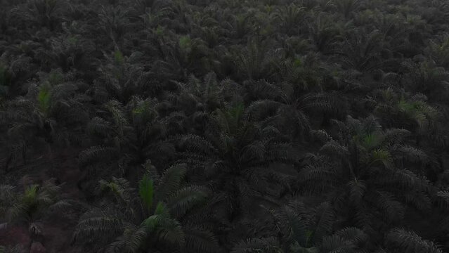 Reveal shot of palm tree forrest at Belitung Indonesia at Sunset, aerial