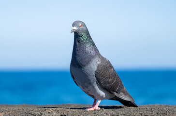 beautiful gray