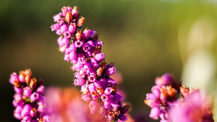Macro de bruyères sauvages en fleur