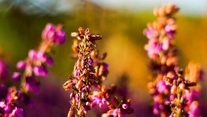 Macro de bruyères sauvages en fleur