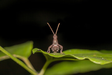 Grasshopper at night