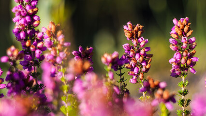 Macro de bruyères sauvages en fleur