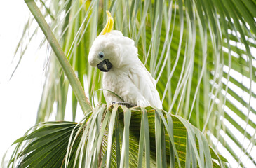 white cockatoo