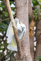 white cockatoo
