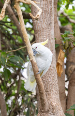 white cockatoo