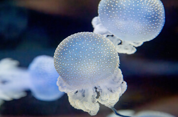 beautiful jellyfish