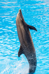 Obraz premium dolphins in the park