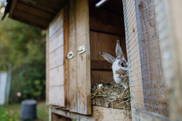 Fluffy pet rabbit, bunny, watching from wooden rabbit hutch, cage in the garden.