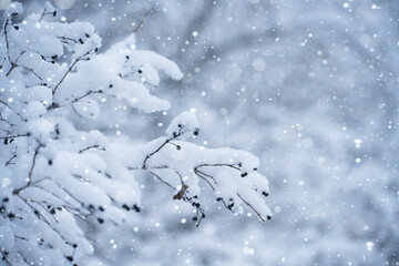 Snow-covered branches of bushes capture winter's serene beauty