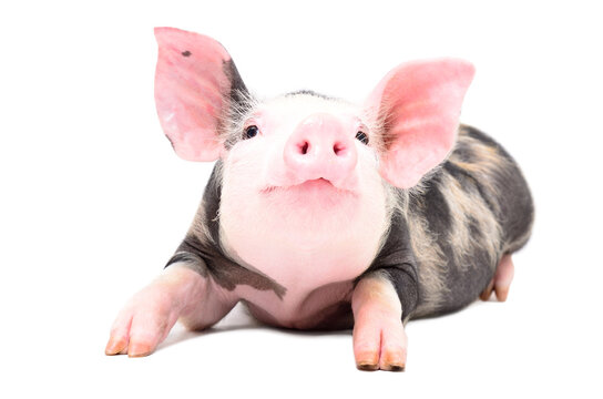 Portrait of an adorable funny pig lying isolated on a white background