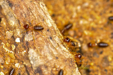 Large colony of termites in the jungle of Thailand