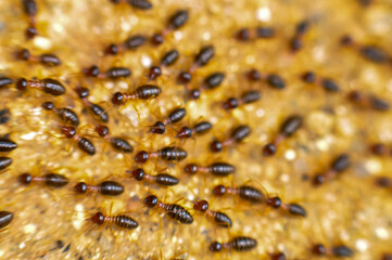 Large colony of termites in the jungle of Thailand