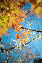 青空ともみじ