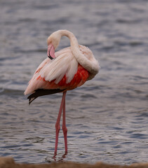 portrait d'un magnifique flamant rose sauvage qui pose pour un joli balai artistique.
