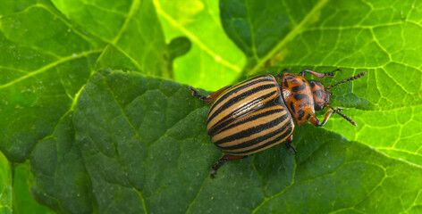 The Colorado potato beetle (Leptinotarsa decemlineata) -  pest of potatoes and tomatoes - obrazy, fototapety, plakaty