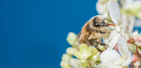 bee (apis mellifera) on a flower close up