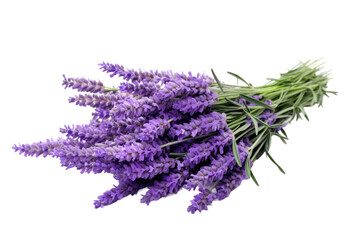 Lavender Serenade: Nature's Symphony in a Fragrant Palette isolated on transparent background