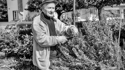 An elderly man cuts off dead branches from plants in his garden