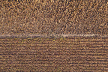 Aerial shot of ripe soybean and rapeseed field from drone pov