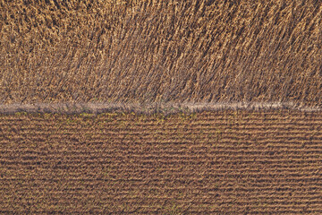 Aerial shot of ripe soybean and rapeseed field from drone pov