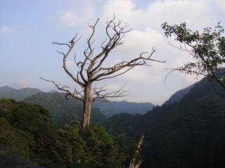 Obraz premium tree in the mountains