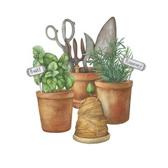 Terracotta ceramic pots with culinary herb rosemary and basil plant. Vintage scissors, pruners, scoop and rake for garden work. Hand drawn watercolor painting illustration isolated on white background