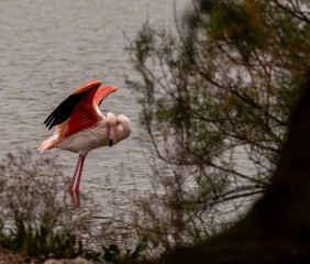 magnifique capture photo d'un joli flamant rose sauvage en train de faire sa toilette dans l'eau de...