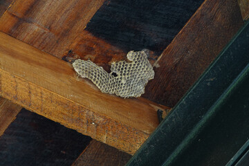 Dried behive stick on the wooden ceiling