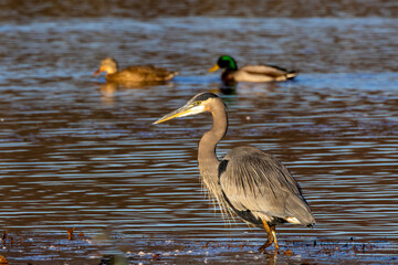 great blue heron in the water