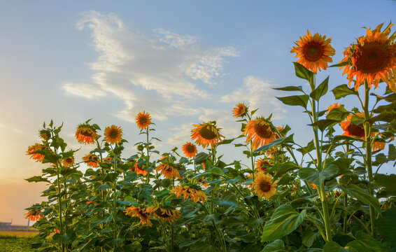 Sunset over a sunflower field with blue sky and a cloud, Qazvin,Iran.