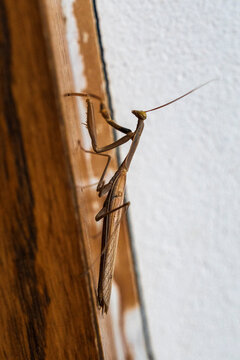Praying mantis, insect on a door frame, Mallorca, Spain