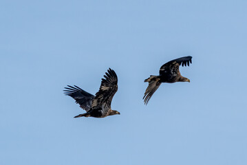 eagle in flight