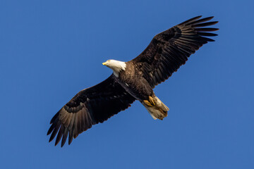 Obraz premium bald eagle in flight