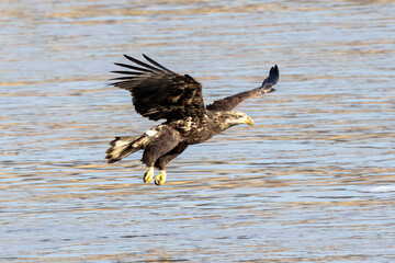 eagle in flight