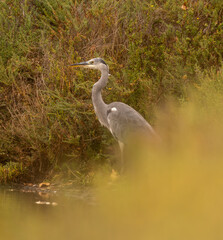 photo artistique avec un héron cendré au bord de l'eau