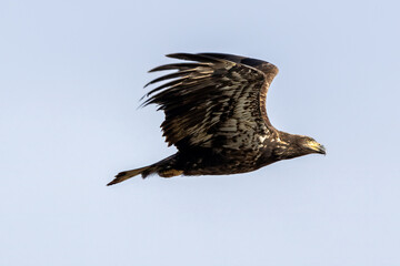 eagle in flight