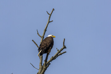 bald eagle 