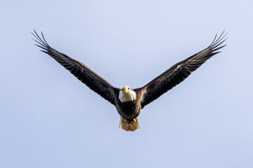 eagle in flight