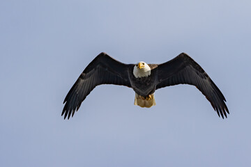 eagle in flight