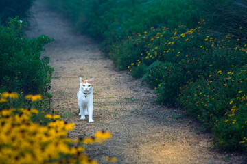 cat on the path among the flower bedswith Yellow Flowers and Tree