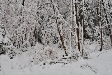 Winterwald im Schnee