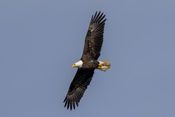 bald eagle in flight