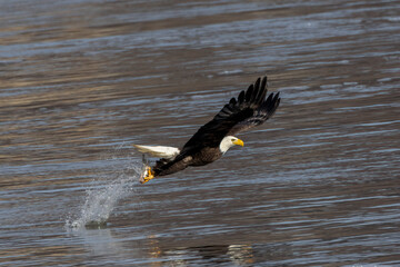 american bald eagle