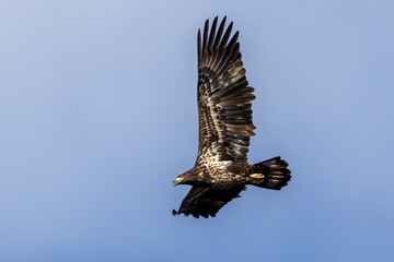 eagle in flight