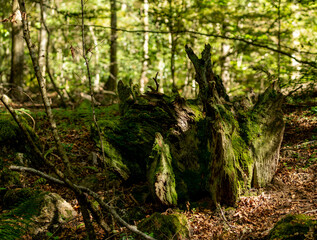 souche retournée par la nature, envahi de mousse , dans un sous bois en france