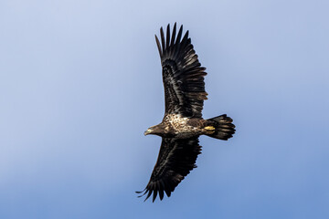 eagle in flight