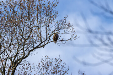 bald eagle 