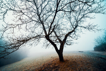 Fototapeta na wymiar Lonely tree on a foggy autumn morning
