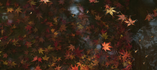 Maple leaves that fall into the water in autumn.